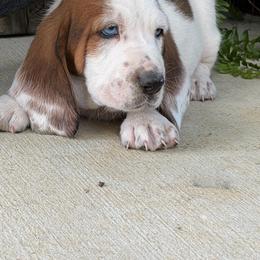 Green Collar Male - Mahogany and white male Basset Hound puppy in Manchester, Tennessee from Middle TN Leopard Catahoulas and Middle TN Bassett Hounds