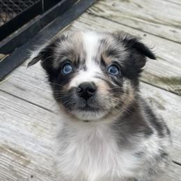 Fancy - Australian Shepherd puppy from Wagon Wheel Aussies and Corgi’s