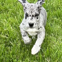 Great Dane Puppies from BkB’s House of Danes