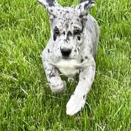Great Dane Puppies from BkB’s House of Danes