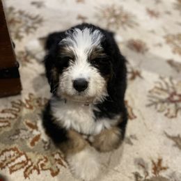 Bernedoodle and Poodle Puppies from Ohio Doodles N Poodles