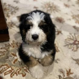 Bernedoodle and Poodle Puppies from Ohio Doodles N Poodles