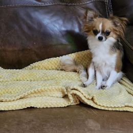 Chihuahua puppies from Cutie Pie Chihuahua's