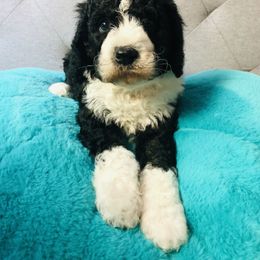 Bernedoodle and Goldendoodle Puppies from Rockbridge  puppies