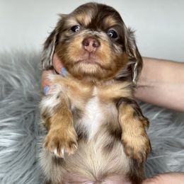 Dachshund Puppies from That Beautiful Dachshund