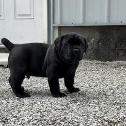 Cane Corso Puppies from CANE CORSO DI DROGHEDA