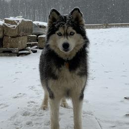 Siberian Huskies from Nyzen Farms
