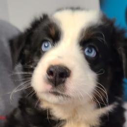 BOY 2 - Black Tri - Australian Shepherd puppy in South Hill, Virginia from Silverside Aussies LLC