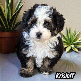 Kristoff - Black tri-color male Aussiedoodle puppy in Lebanon, Oregon from Abbott Family Farm