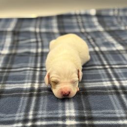 Madison - Orange belton female English Setter puppy in Rogers, Ohio from StoneyBrook Setters
