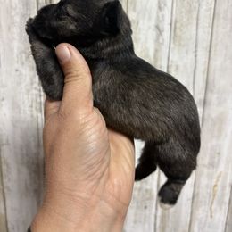 Ariel - Black and silver female Miniature Schnauzer puppy in Eunice, Louisiana from 4J's Cajun Kennels