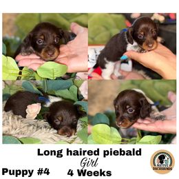 Boy 4 - Piebald male Dachshund puppy in Broken Arrow, Oklahoma from Native Dachshunds