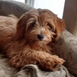 Assorted Doodle Crosses, Goldendoodles, and Poodles from Deb's Doodles