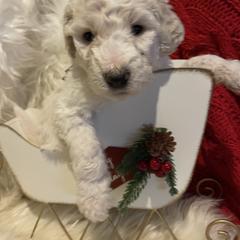 Girl Burgundy - Pyredoodle puppy from Kiki’s Farm