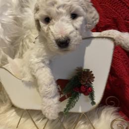 Girl Burgundy - Pyredoodle puppy from Kiki’s Farm