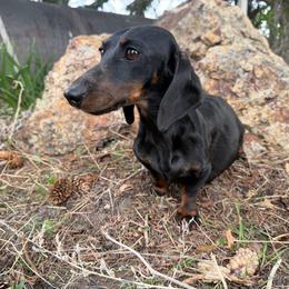 Jessy - Dachshund
