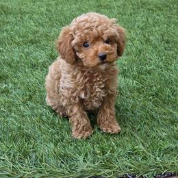 Santa - Apricot male Maltipoo puppy in San Diego, California from Maltipoos SD