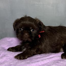 Lulubell - Chocolate female Shih Tzu puppy in Ocala, Florida from Mimi's Shih-tzus of Ocala