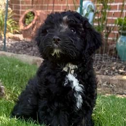 Blaze - Black and white male Aussiedoodle puppy in Midlothian, Texas from Gray Doodles
