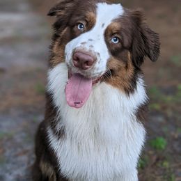 Australian Shepherd Puppies from Soggy Bottom Farms