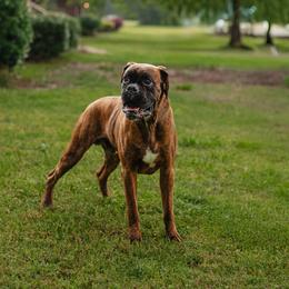 Clyde - Boxer