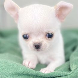 Whitey - Cream Chihuahua puppy in Westport, New York from Chantilly chihuahuas
