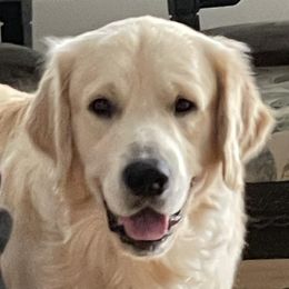 hans - Golden Retriever