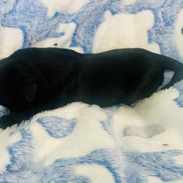 Havanese Puppies from Havanese Acres