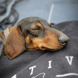 Sonny - Dachshund