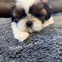 Peppermint - Red and white female Shih Tzu puppy in Vernon, New Jersey from Calta’s Cute Shih Tzu
