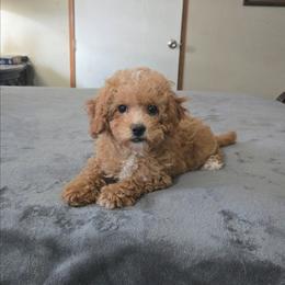 Milly - Apricot female Cavapoo puppy in Copan, Oklahoma from Tatums cavapoos