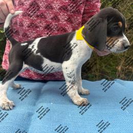 Piper - Blue ticked and tan female Bluetick Coonhound puppy in Mount Pleasant, Texas from Harmons Hounds