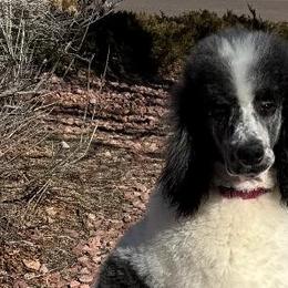 Poodles from Peyton Poodles