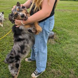 Angus - Australian Shepherd