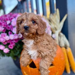 Rowan - Red male Cavapoo puppy in Bozrah, Connecticut from Cedar Creek Farm