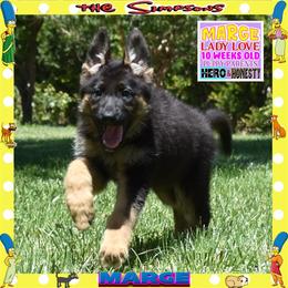 MARGE -- LOVING PUP - Black and tan female German Shepherd puppy in Murrieta, California from Diamond Oaks German Shepherds