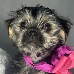 Biewer Terrier, Companion Cross, and Morkie Puppies from Puppy Boutique
