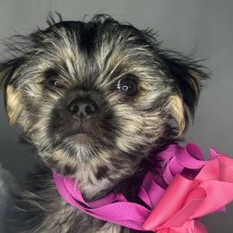 Biewer Terrier, Companion Cross, and Morkie Puppies from Puppy Boutique