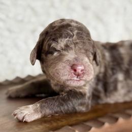 Davison 'Davi' - Merle male Goldendoodle puppy in Dayton, Ohio from Perks Court Doodles
