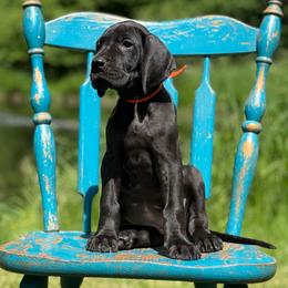 Callie - Black female Great Dane puppy in Beulah, Michigan from Northwood Euro Danes and Bassets