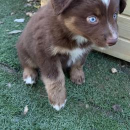 RTF - Red tri female Miniature Australian Shepherd puppy in Bethany, Illinois from Rachel at Marrowbone Creek Aussies