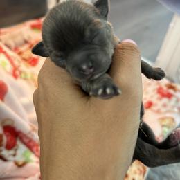 Xena dark blue tan - Blue and white female Chihuahua puppy in Huntington Beach, California from Amore Chihuahuas