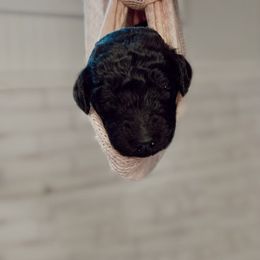 Poodle Puppies from Simplicity Poodles