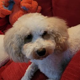 Charlie - Goldendoodle
