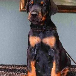 Doberman Pinschers from Desire Dobermans