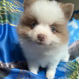 Milo (Blue Eyes) - White male Pomeranian puppy in Saint Louis, Missouri from Velvet Crown Kennels 👑