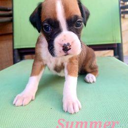 Boxer and Goldendoodle Puppies from PuppyLove