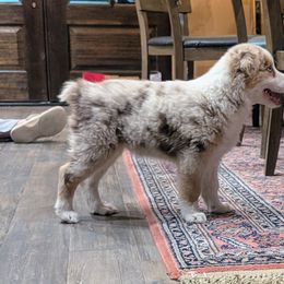 Australian Shepherd Puppies from Winter River Farms Australian Shepherds