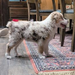 Australian Shepherd Puppies from Winter River Farms Australian Shepherds