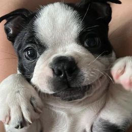 Boston Terriers from Thee Puppy Lady🐾